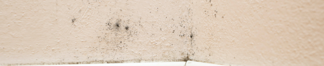 Mold Exposure and Health: Why It Should Not Be Ignored