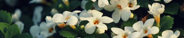 Bacopa for Memory & Brain Health