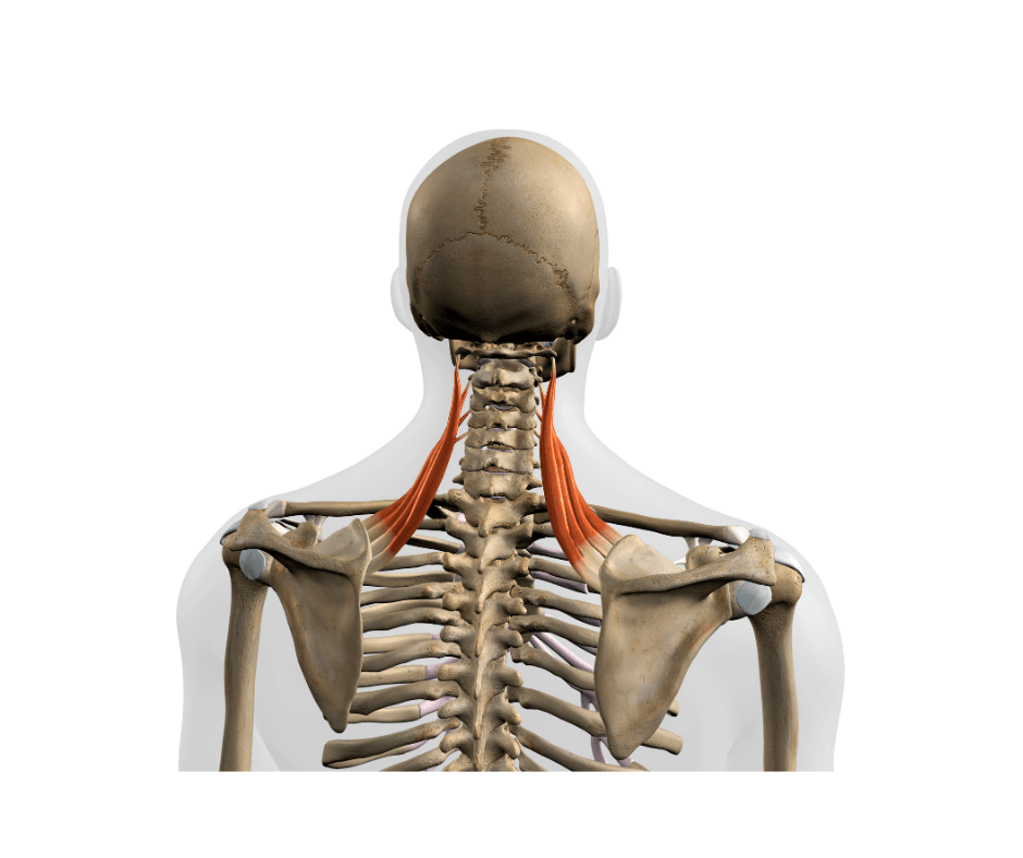 Levator Scapulae anatomy diagram