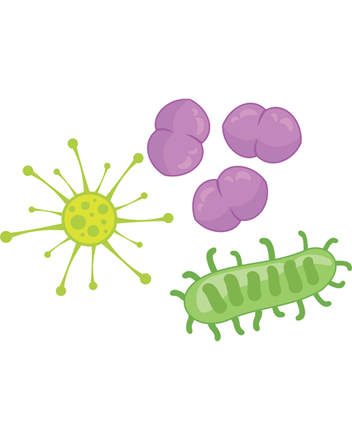 Bacteria