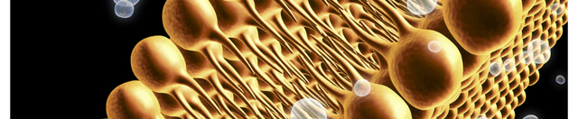 The Fat Ratio Your Immune Cells Care About